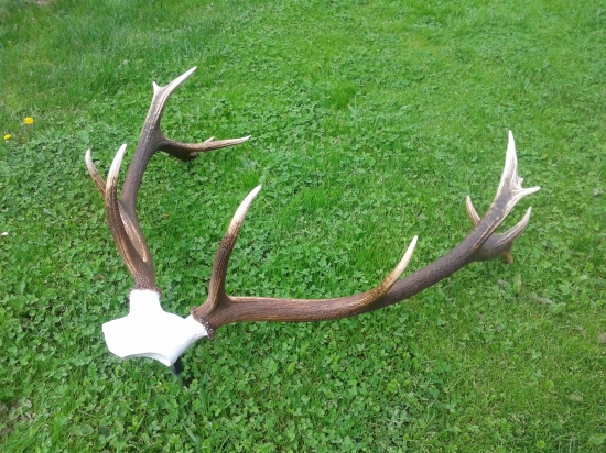 vyrezana z dreva lebka pod jelenie zhody