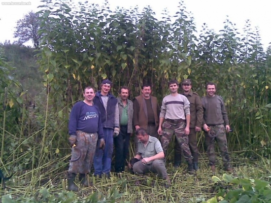 Zber zelene a vyvoz do reviru