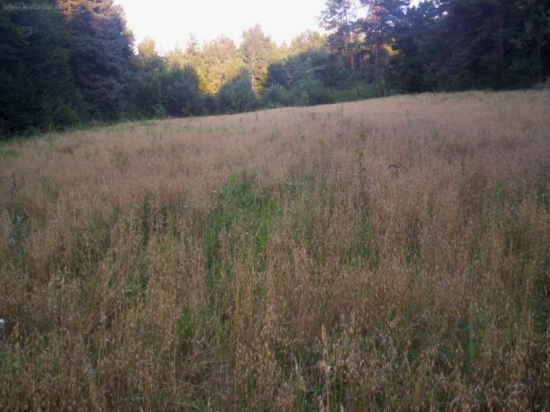 Nové poličko zasiate ovsom