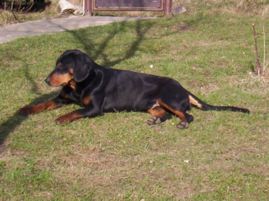 heppy spod dubovej hlavy