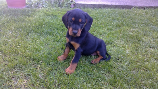 Fany z Hrachovského Vŕšku