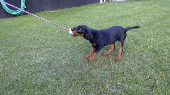 Fany z Hrachovského vŕšku