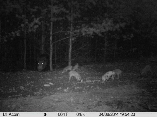 Prva noc v terene (fotopasca)