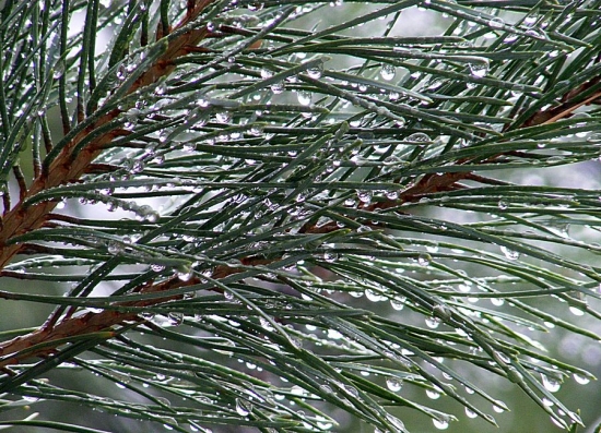 Trblietavé ihličie