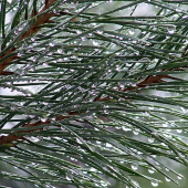 Trblietavé ihličie