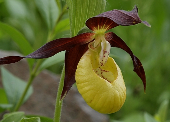 Skvost našej kveteny