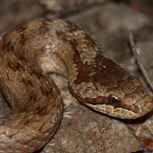 Ssssssssss......