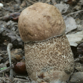 Bambulík