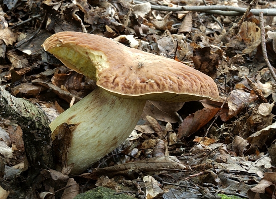 Mňam, mňam - chutil ...