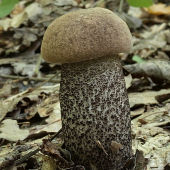 Čakajúci