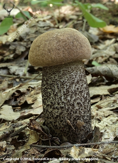Čakajúci
