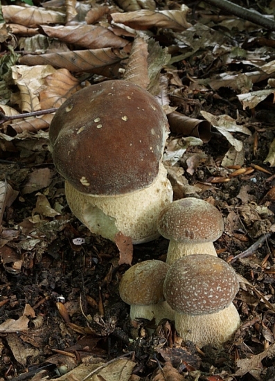 Jeden, dva, tri ....