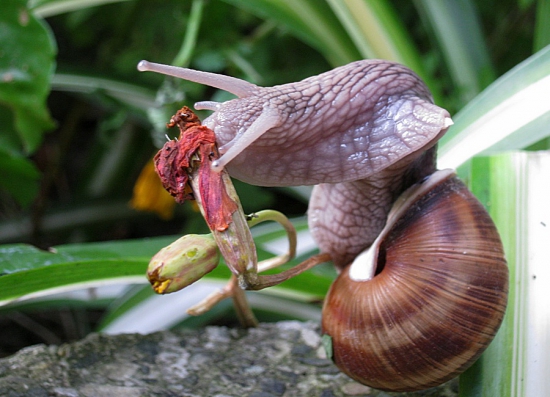 Slimáčik vystrč rožky