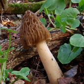 Pomaly končia