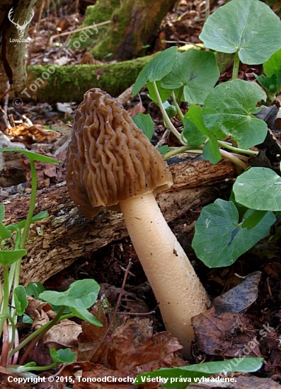 Pomaly končia