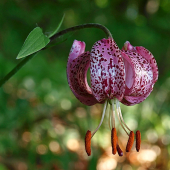 Krasotka
