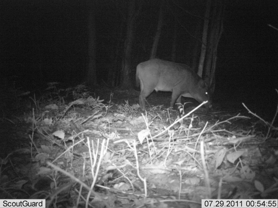 kancek-( kolko mu tipujete rokov?)