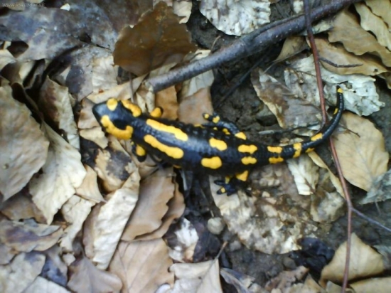 salamandra
