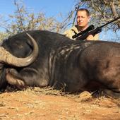 Cape Buffalo