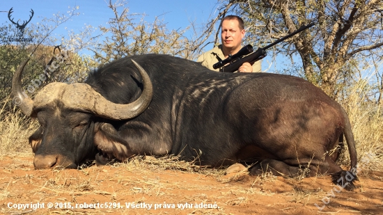 Cape Buffalo