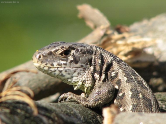 Jašterica...