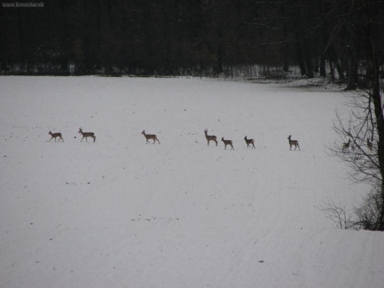 Srnčia..