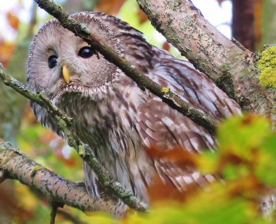 Sova dlhochvostá  (Strix uralensis)