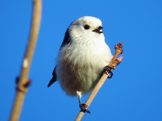 Mlynárka dlhochvostá (Aegithalos caudatus)