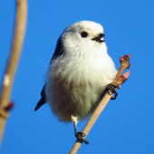 Mlynárka dlhochvostá (Aegithalos caudatus)