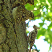 rodinka Korovnikov ...