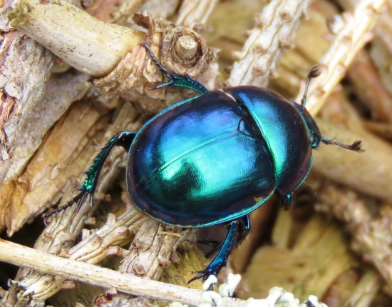 prirodna metalicka...