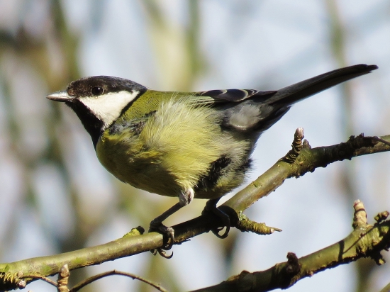Sýkorka veľká (Parus major)