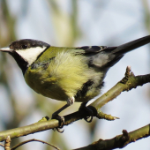 Sýkorka veľká (Parus major)