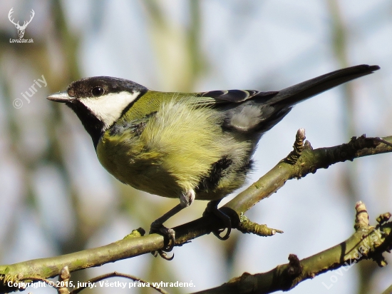 Sýkorka veľká (Parus major)