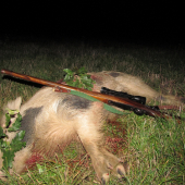 ... jeden z početnej čriedy!