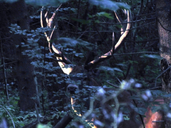 kapitálny z Poľany