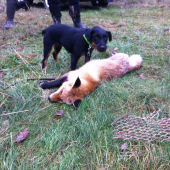 Truxin lišačisko ;)