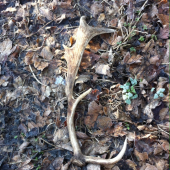 Moj prvý dančí zhodik moc moc potešil