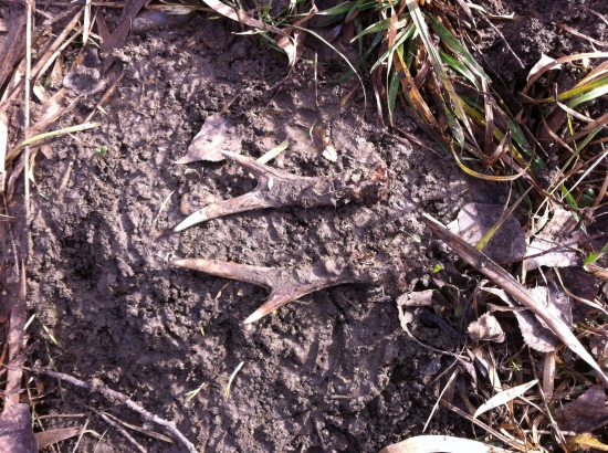 Tak toto sa mi podarilo prvý krát čo som sa začala venovať polovnictvu