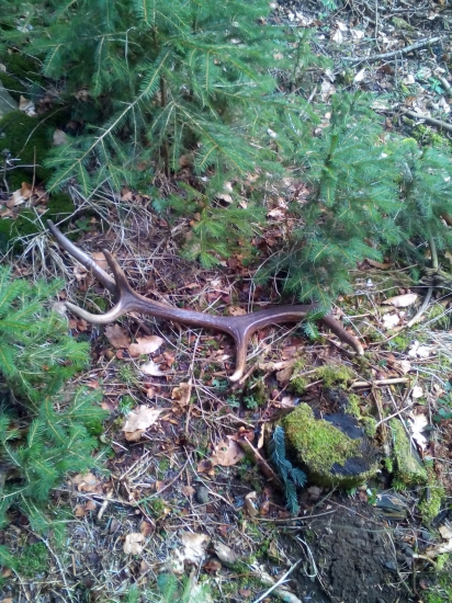 dnešná prechádzka