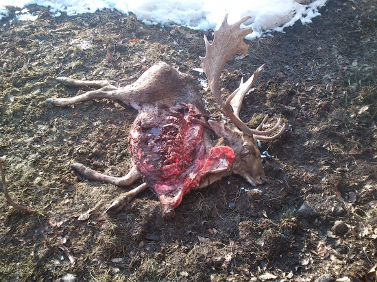 jedna z mnohých tohtoročných obetí psov