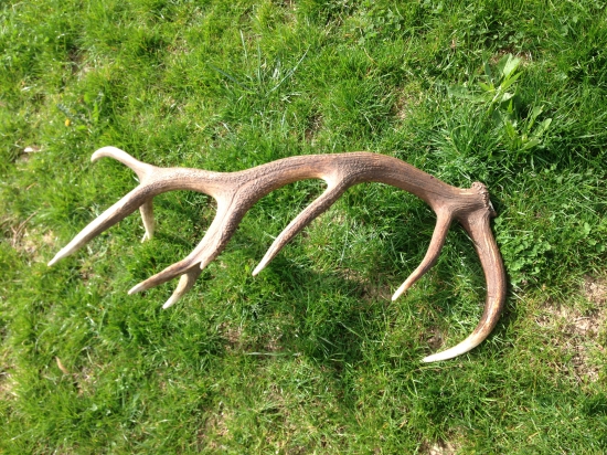 Osemnásťtorák, váha 3,6kg