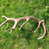 Osemnásťtorák, váha 3,6kg