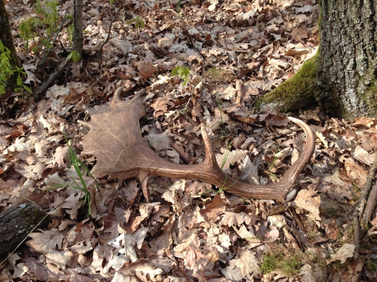 Už aj u nás začali