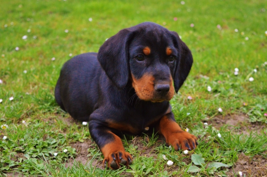 Rastieme do krásy - Cora spod Kamenného Janka