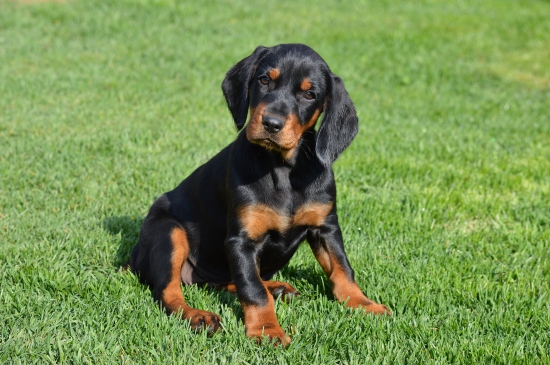 slovenský kopov Cora spod Kamenného Janka