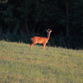 Srnček v posledných slnečných lúčoch