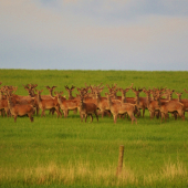 Zabudnutá májová ..