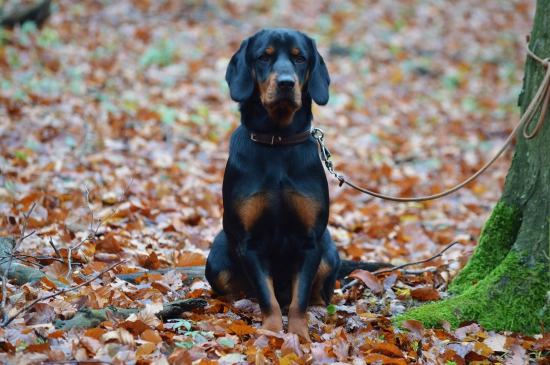 Cora spod Kamenného Janka