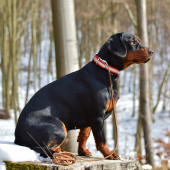 Cora spod Kamenného Janka